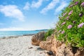 Pink flowers by the shore in Le Bombarde beach Royalty Free Stock Photo