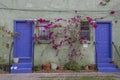 Pink flowers on the side of a house with purple doors