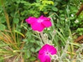 Pink flowers of silene coronaria or agrostemma githago
