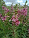 Pink flowers in the sky