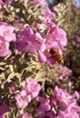 Pink Flowers of Small Utah Shrub with a Pollinating Honeybee