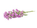 Pink flowers, small flowers on white background Royalty Free Stock Photo