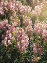 Pink flowers of snapdragon Antirrhinum majus on the flowerbed background