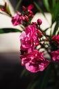 Pink smooth rhododendron flowers in a cozy cafe Royalty Free Stock Photo