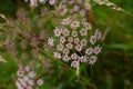 Pink flowers of Sosnowsky`s hogweed, Heracleum sosnowskyi. Cow Parsley Anthriscus sylvestris - white summer field flower - backgro