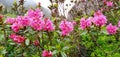 Pink flowers in the Southerner France Royalty Free Stock Photo