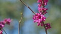 Pink Flowers Of Species Of The Genus Cercis Of The Legume Family Or Fabaceae. Close up.