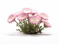 Pink flowers, specifically six white and two purple ones. These beautiful blooms are arranged in center of vase Royalty Free Stock Photo