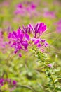 Pink flowers, spiderflower Royalty Free Stock Photo