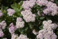 Pink flowers of Spiraea betulifolia