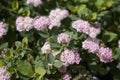 Pink flowers of Spiraea betulifolia