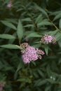 Pink flowers of Spiraea bumalda shrub Royalty Free Stock Photo