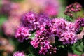 Pink flowers of Spiraea Japonica Royalty Free Stock Photo