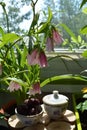 Pink flowers of spotted bellflower and fresh cherries in small bowls. Fairy breakfast in summer garden