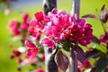 Pink flowers  spring blossom of fruit garden Royalty Free Stock Photo