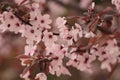 Pink flowers in spring on a city street Royalty Free Stock Photo