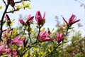 Pink flowers. Royalty Free Stock Photo