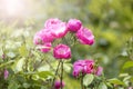 pink flowers among spring greenery Royalty Free Stock Photo