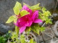 Pink flowers of srilanka Royalty Free Stock Photo