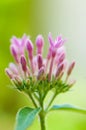 Pink flowers - Star Cluster