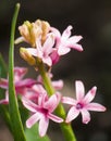 Pink flowers on the stem with the green thin and long leaves on the black-and-brown background