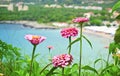 Pink flowers at Stoupa beach Peloponnese Greece