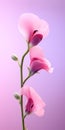 Elegant Sweet Pea: Minimalist Mobile Wallpaper Royalty Free Stock Photo