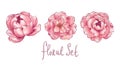 Pink flowers stylization set of three, Peony, sakura and rose, Illustration procreate, Business card, Postcard, Isolated on white