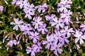 Pink flowers of the styloid phlox, the top view_ Royalty Free Stock Photo