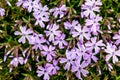 Pink flowers of the styloid phlox, the top view_