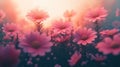 Dreamy Pink Flower Field Bathed in Ethereal Sunset Light Royalty Free Stock Photo