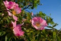 Flowers of Sweet briar Royalty Free Stock Photo