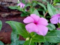 Pink flowers symbolize elegance and gentleness Royalty Free Stock Photo