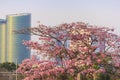 Pink flowers Tabebuia Rosea Chompoo Pantip full blossom at Rodfai Park, Bangkok