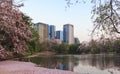 Pink flowers Tabebuia Rosea Chompoo Pantip full blossom at Rodfai Park, Bangkok