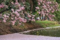 Pink flowers Tabebuia Rosea Chompoo Pantip full blossom at Rodfai Park, Bangkok