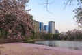 Pink flowers Tabebuia Rosea Chompoo Pantip full blossom at Rodfai Park, Bangkok