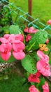 Pink flowers of the thorns plant, taken at haigh angle so it looks aesthetic