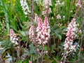 Tiarella `Pink Skyrocket`