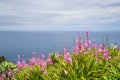 Pink flowers to background the ocean from a cliff in the city of Nordeste, Azores, Portugal. Royalty Free Stock Photo