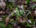 Pink flowers and toothed green leaves of a cutleaf toothwort emerging in a spring forest.