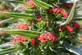 Pink flowers of Tower of Jewels plant, with scientific name Echium Wildpretii