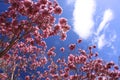 Pink flowers with blue sky and white clouds