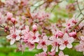 Pink flowers on a tree branch close-up, spring bloom Royalty Free Stock Photo