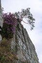 Pink flowers and a tree on the edge of the cliff against the sky Royalty Free Stock Photo