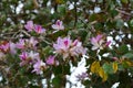 Pink flowers on a tree. The spring bloom. Pink flowers of the oleander tree. Branch with flowers of the oleander Royalty Free Stock Photo