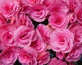 Pink flowers of tuberous begonias