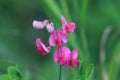 Pink flowers tuberous pea with green blurred background Royalty Free Stock Photo