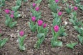 Pink flowers of tulips in April Royalty Free Stock Photo