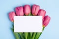 Pink flowers tulips and present card on a blue background